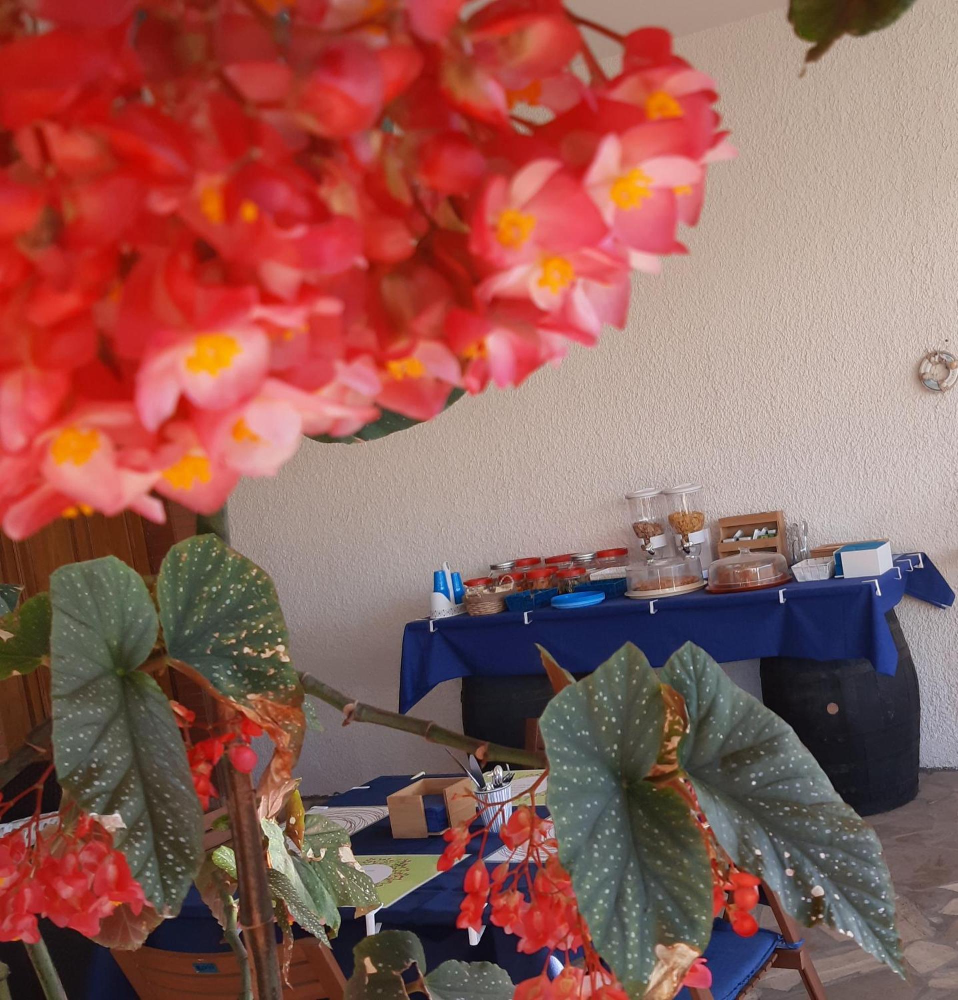 B&B Il Cedro サルヴェ エクステリア 写真